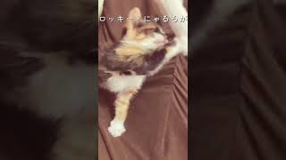 【保護猫】ロッキー・にゃるるが（家族になって6日目）