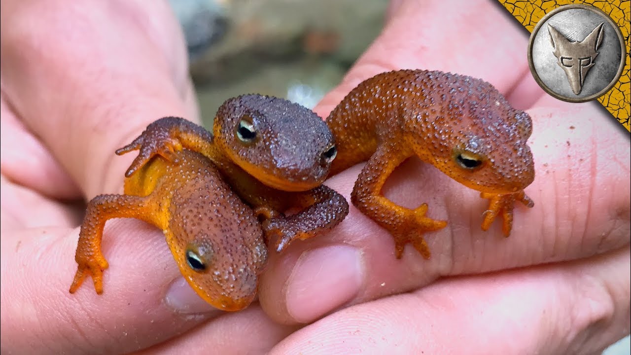 TOXIC But ADORABLE Newts! - YouTube