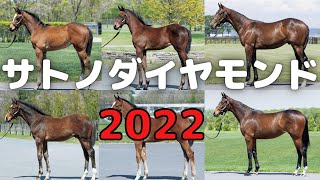 【要チェック】2022年の新種牡馬サトノダイヤモンドの注目産駒　サトミホースカンパニー、金子HDなど