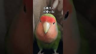 小桃さん可愛いね#コザクラインコ #lovebirds #小桃とれもん