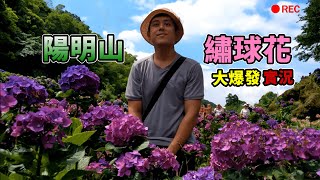 盛開！陽明山繡球花 2020爆發實況 高家繡球花第一園區｜茄子樂活誌 ｜ HOLA Eggplant