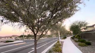 AZ Plant Reviews -- Mulga Tree (Acacia aneura)