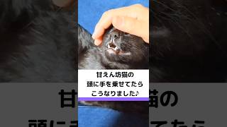 甘えん坊猫の頭に手を乗せていたらこうなりました♪／ #眠る猫 #かわいい猫 #猫のいる暮らし #cutecat #catlover #cat #shorts #short