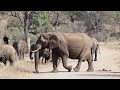 so you only have 2 days to spend in the kruger park here’s what you can expect to see...