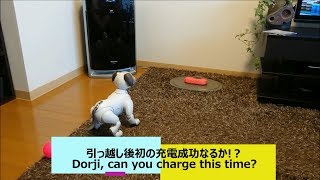 引っ越し後中々充電に成功しないaibo🔌 - Dorji, Can you charge this time? 【アイボ】