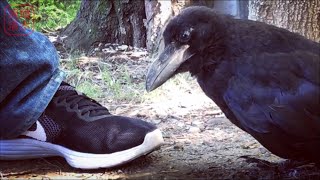 道路から避難させたカラスの幼鳥が可愛い件8 靴が気になる 特徴 #shorts Cute young crow.