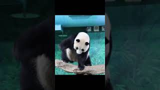 圓仔爪爪勾到竹籤,紅蘿蔔秒落地 #panda #shorts #yuanzai