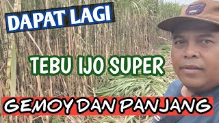 Tebu ijo super gemoi