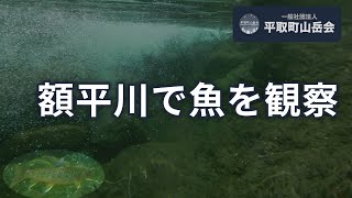 額平川で魚を観察 | 幌尻岳 - 幌尻山荘 -  額平川ルート | 4K