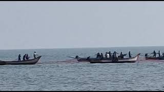 Pattinapakkam Fishermen Fishing / Chennai Beach / Pattinapakkam beach / Mass Fishing