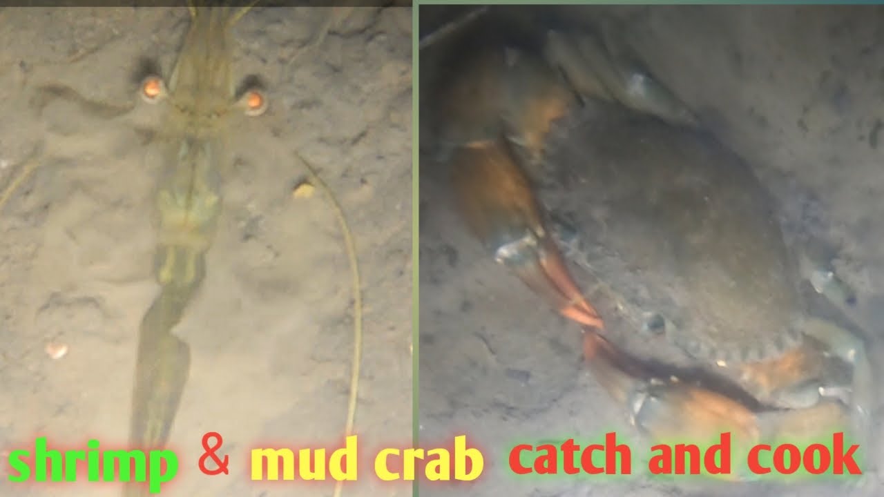 Vlog85 Shrimp Mud Crab Catch And Cook Part 1 Youtube
