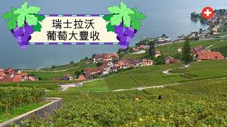 拉沃葡萄收穫 🍇 | 壯麗的葡萄園、採摘與壓榨過程！ 🚜🇨🇭 #拉沃 #葡萄收穫 #瑞士葡萄園 #釀酒過程 #收穫