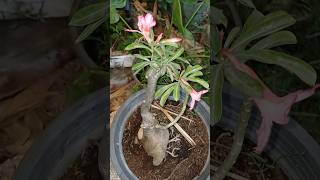 Plumeria bonsai|| beauty of nature#gardenplants gardening world 🌍 #