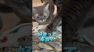 猫が魚を好きって本当か検証した結果…