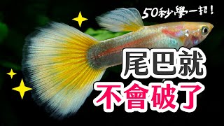 孔雀魚尾巴總是破破爛爛？50秒解決你的困擾！#Shorts