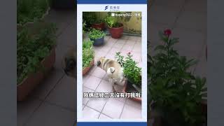 它太久沒被打 整隻狗都飄了