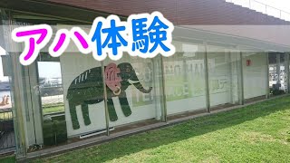 【脳トレ】アハ体験動画(3問）写真の一部が少しずつ変化するよ。ひまつぶし・脳トレにどうぞ！！