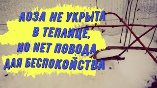 Как зимует виноград в теплице и открытом грунте ?