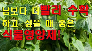 조기수확 원할 때, 남보다 더 빨리 더 많이 수확하고 싶을 때 좋은 식물영양제