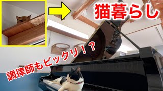 ピアノを移動したら調律が狂う、それ本当？／置き場所でピアノが激変！