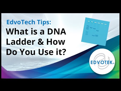 What can a DNA ladder help determine?