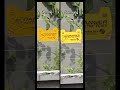 samsung s24 ultra vs iphone 15 pro max video zoom test