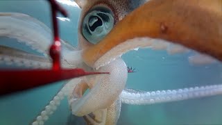 【Yaen fishing】2.2kg Bigfin reef squid underwater imagery.