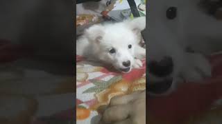 Dogs available hai deoria me 8881985544 8881984401 #doglover #music #cover #pomdog #puppy