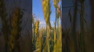 The sound of ears of wheat -Relax  #summer  #shorts #beautiful