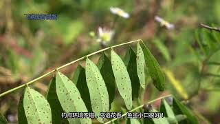 浮漂一顿就有，钓点没选好，鱼口却挺好！