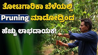 ತೋಟಗಾರಿಕಾ ಬೆಳೆಯಲ್ಲಿPruning ಮಾಡೋದ್ರಿಂದ ಹೆಚ್ಚು ಲಾಭದಾಯಕ!