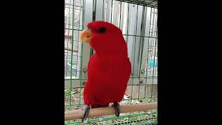 Nuri red lory bisa bicara,pagi pak dan cewe #parrottalking #burungpintar #nuribicara #redlory