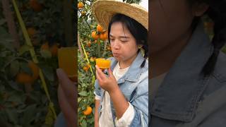 How to Eat Juicy Oranges Fresh from the Garden