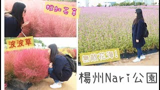 【秋天限定打卡】楊州Nari公園  粉紅芒草+無敵花海  | Tung 潼潼