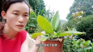 阿岚： 神奇“落地生”，叶子掉土里就发芽的神奇植物，你认识几种