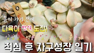 다육이번식: 살구미인금 적심 30일 경과, 백봉 30일, 70일 경과 후 모습#다육이를부탁해