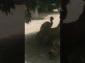 উট এর মত পাখি ostrich zoo animals bangladeshzoo