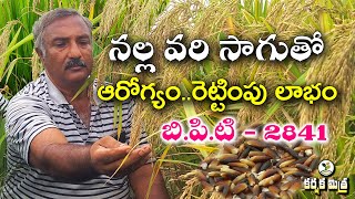 నల్ల వరి సాగుతో రెట్టింపు లాభం ||బి.పి.టి - 2841 వరి రకంతో అధిక దిగుబడి|| BPT - 2841- Karshaka Mitra