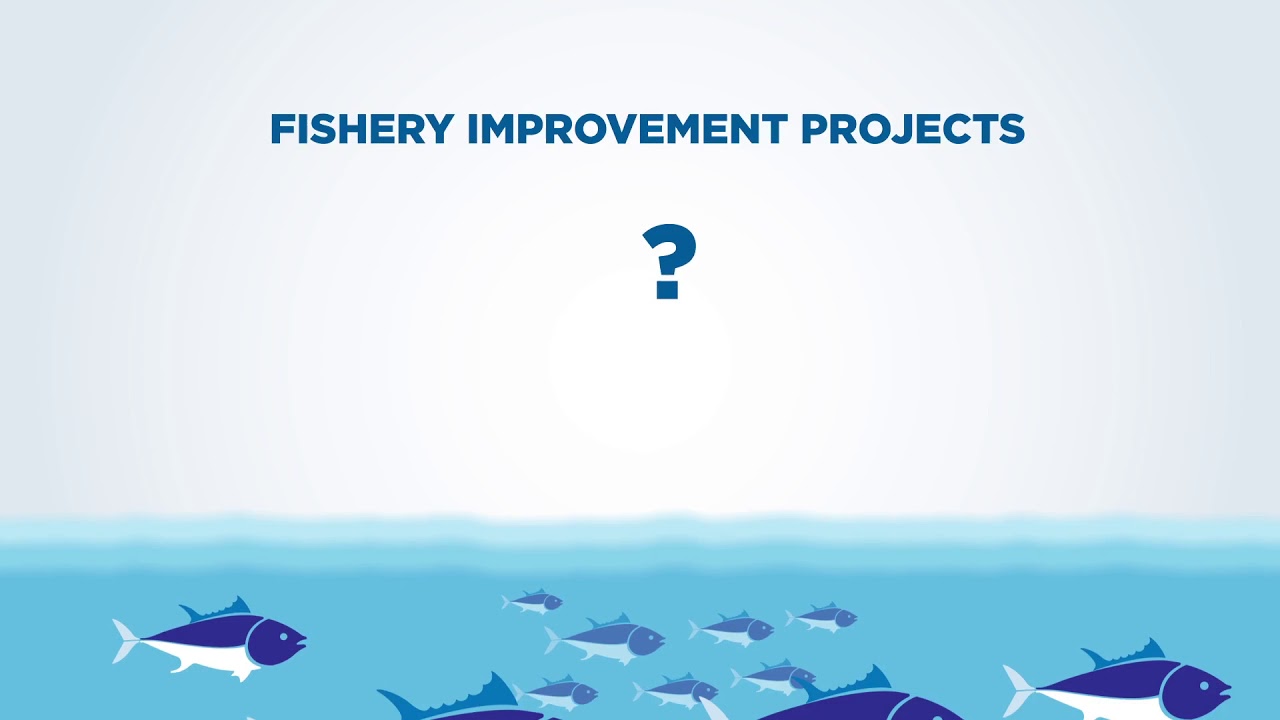 What Are Fishery Improvement Projects | FISHERIES & AQUACULTURE - YouTube