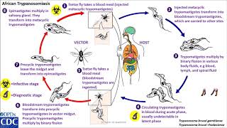 Trypanosomaiasis, African, life cycle