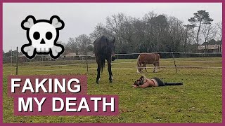 MALAISE AU PRÉ, COMMENT MON CHEVAL VA RÉAGIR ?! - Horse react