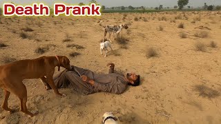 Faisalabad girls in with dogs sex Animal Passion
