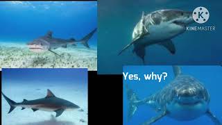 The shark chat