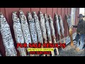 FUR SALE RESULTS- HIGH PRICED BOBCATS ( a few channel updates  & trapline footage)