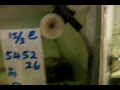 incubation of arowana mp4