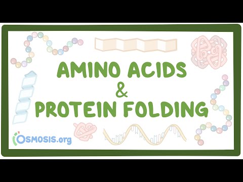 What is amino acids protein Hydrolysate?