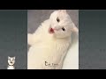 amazing smart moments cats help mom calm down crying baby funny compilation of funny cats