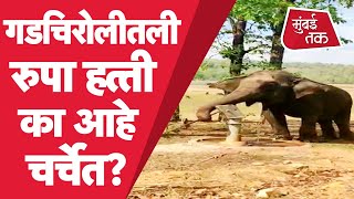 Maharashtra Corona: Gadchiroli मधील Rupa Elephant का आहे चर्चेत? | Lockdown | Gadchiroli News