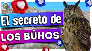 ¿Qué esconden los búhos? Te sorprenderás