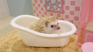 Baby Hedgehog Takes A Bath